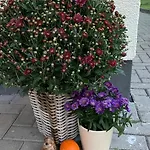 Haus Kristal Frühstückspension