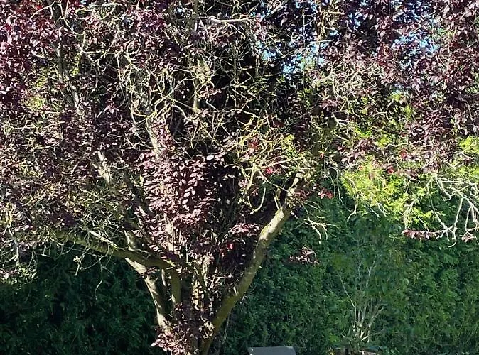 Haus Kristal לינה וארוחת בוקר